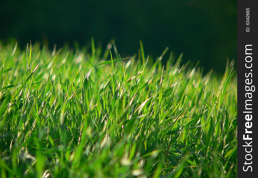 Grass in sunset under the tree