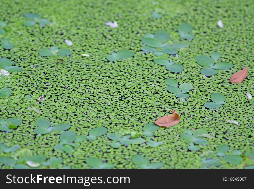 Close up of the green duckweed for the background.