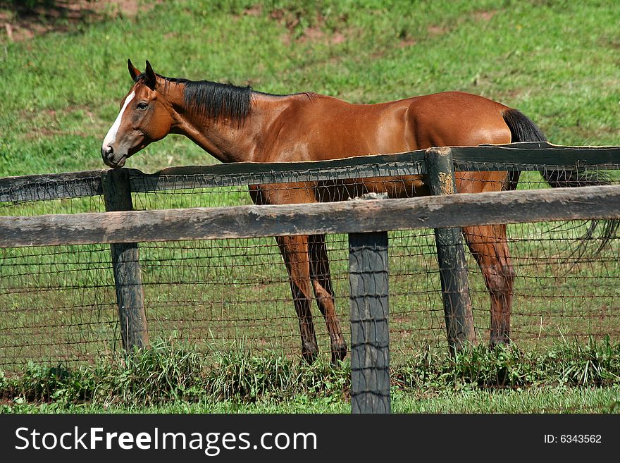 Brown Horse Standing Near A Fence