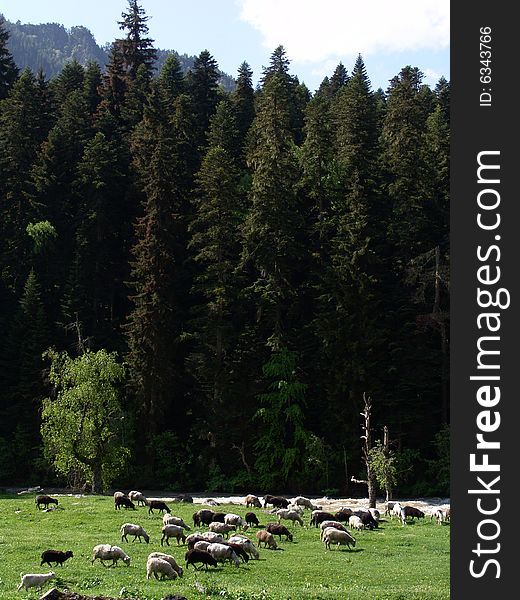 Herd of sheep on green meadows of Arhyz (caucasus)