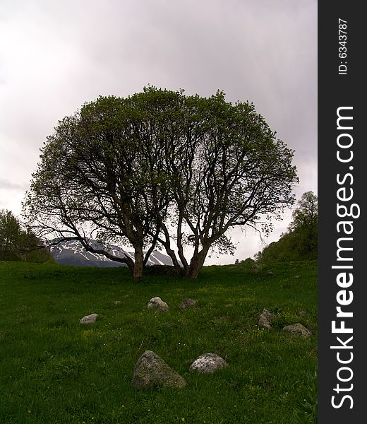 Trees against snow mountains in Arhyze (caucasus). Trees against snow mountains in Arhyze (caucasus)