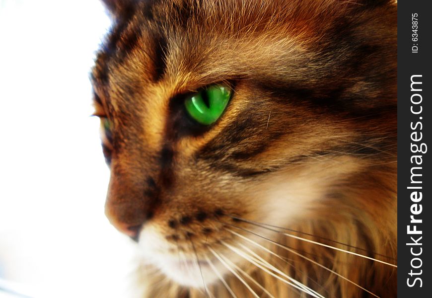 Cat with pensive green eyes