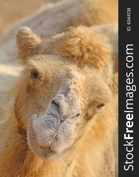 Close up of the camel's head.