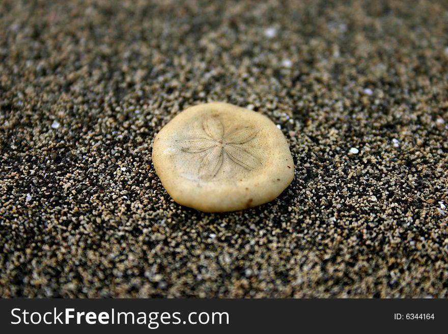 Close-up shot of a sand dollar on sand. Close-up shot of a sand dollar on sand.