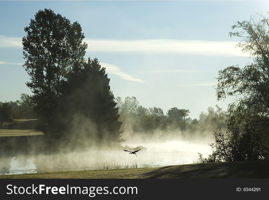 Blue heron taking flight on the sore of a pond. Blue heron taking flight on the sore of a pond.