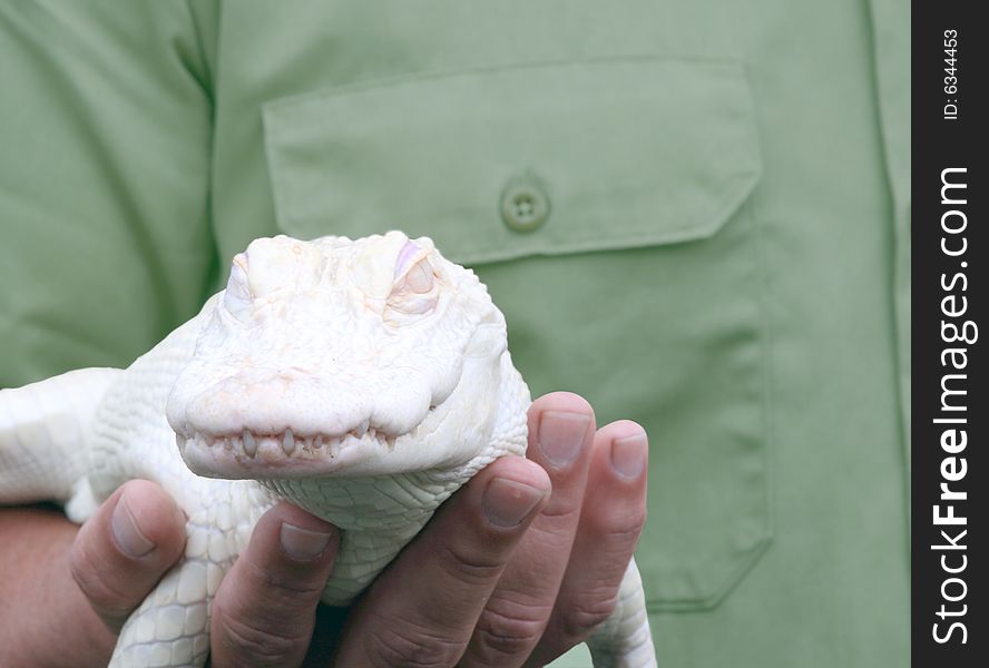 A young, rare, albino alligator. There are estimated to be less than 90 albino alligators in the world. A young, rare, albino alligator. There are estimated to be less than 90 albino alligators in the world.