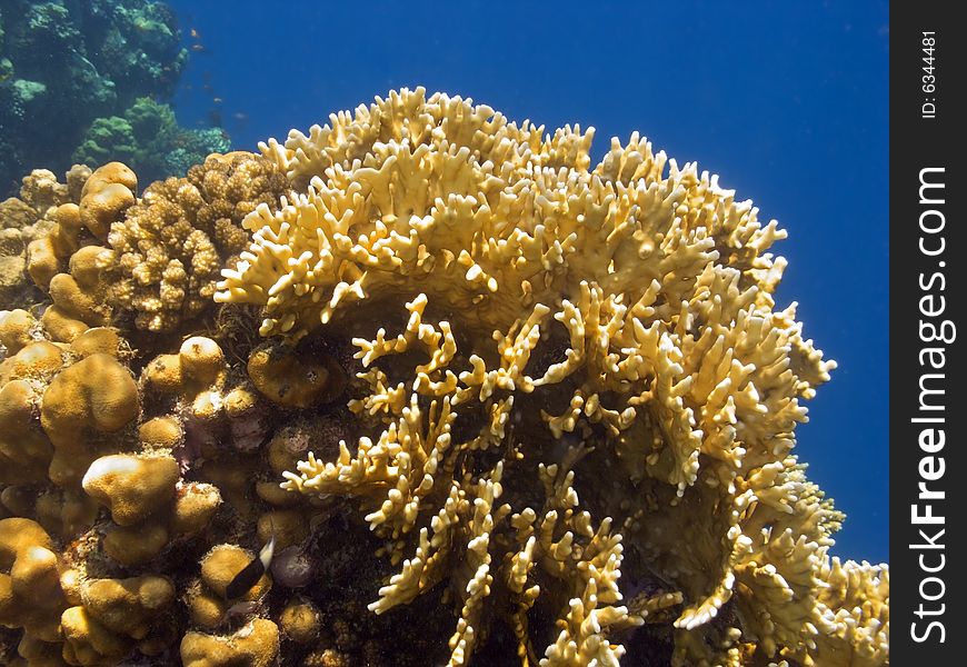 Yellow coral in red sea reef