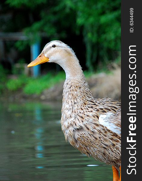 A duck standing near the pond. A duck standing near the pond