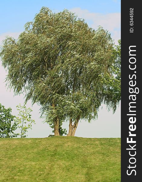 Single tree on a skyline on cloudy-sky background. began autumns.