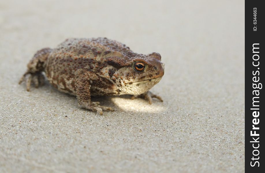 Big brown toad sitting on sand. Big brown toad sitting on sand.