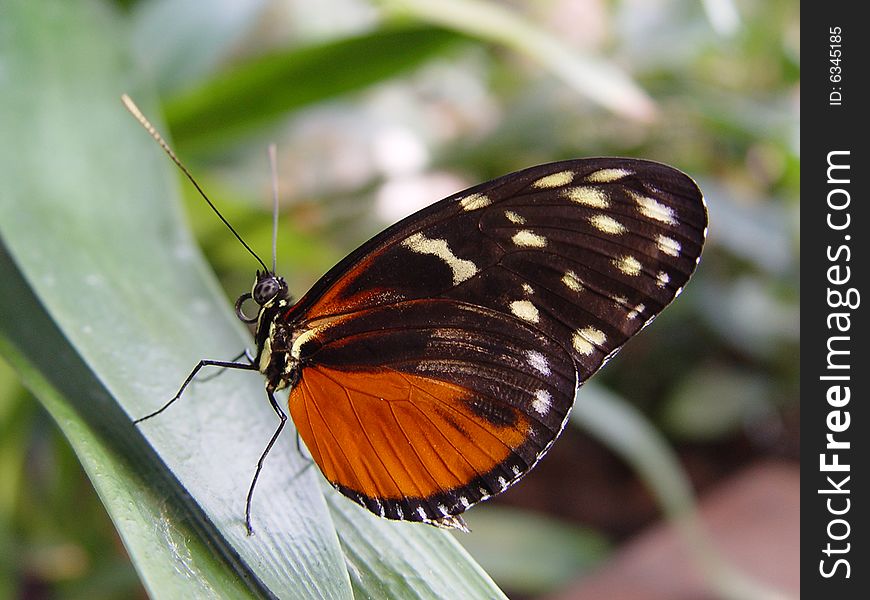 Tiger Longwing Butterfly