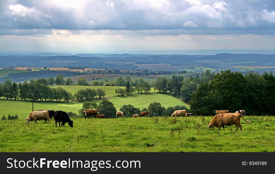 Cows On The Meadow