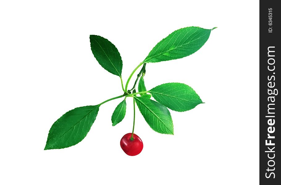 Cherry for a site on a white background. Cherry for a site on a white background