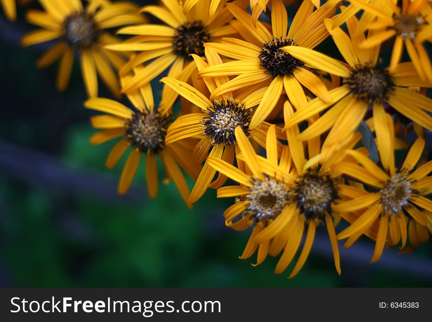 Yellow flowers with dark green background.