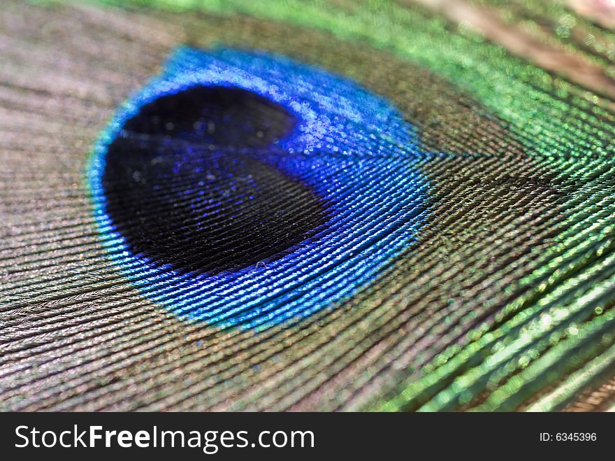 Close up of colorful peacock feather