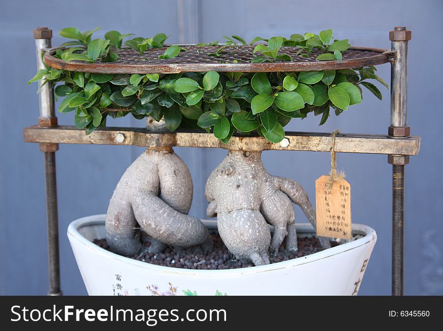 Bonsai in a construction to form trunk while growing