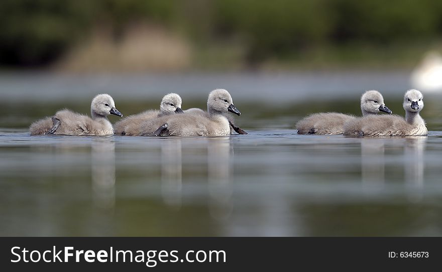 Swan family on a lake. Swan family on a lake