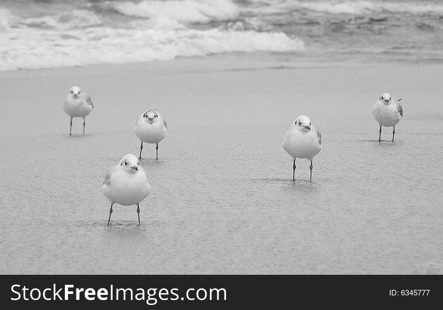 Sea-gull in black and white. Sea-gull in black and white.