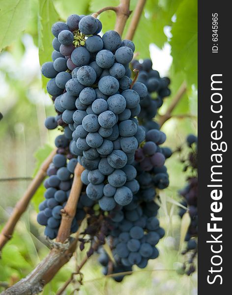 Bunch of red chianti grapes. Bunch of red chianti grapes