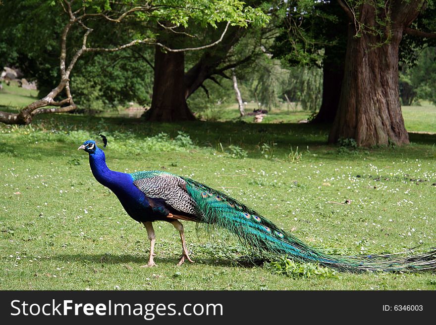 Beautiful peacock in the forest