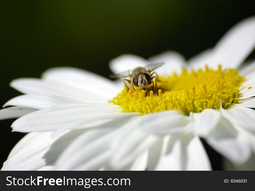 A Bee Sitting On Chamomile. Macro.