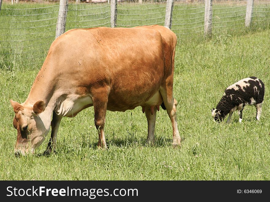 Cow and a Sheep eating together. Cow and a Sheep eating together