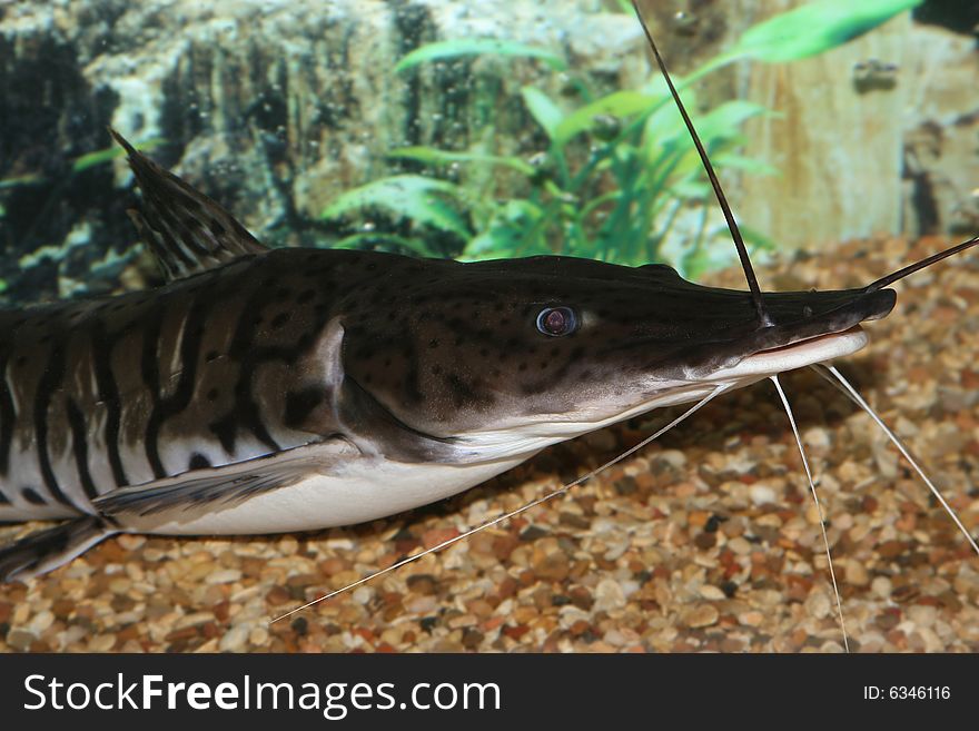 Lima Shovel-nosed Cat Shovel-nosed Catfish. (Sorubim lima). Lima Shovel-nosed Cat Shovel-nosed Catfish. (Sorubim lima)