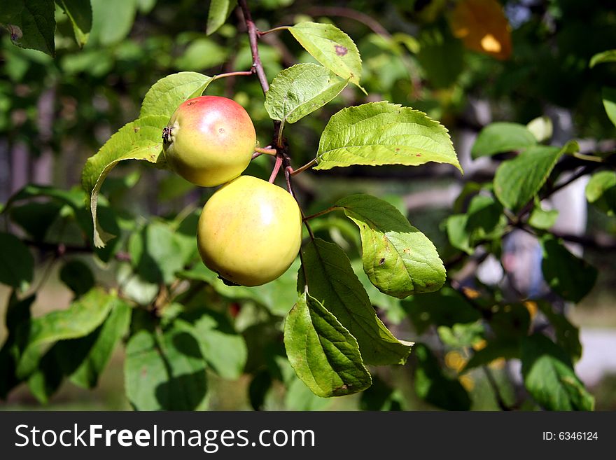 Closeup of pair of apples on the branch