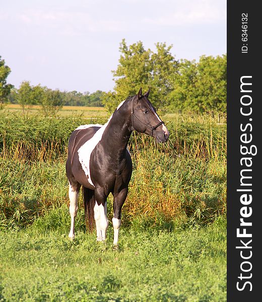 Paint stallion in meadow