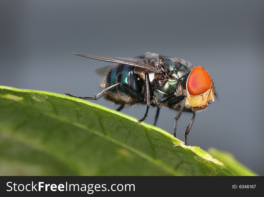Macro shot of blue fly with orange head on a green leaf. Macro shot of blue fly with orange head on a green leaf