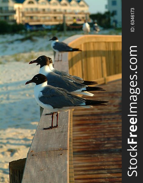 Seagulls gathered on a pier at sunrise. Seagulls gathered on a pier at sunrise