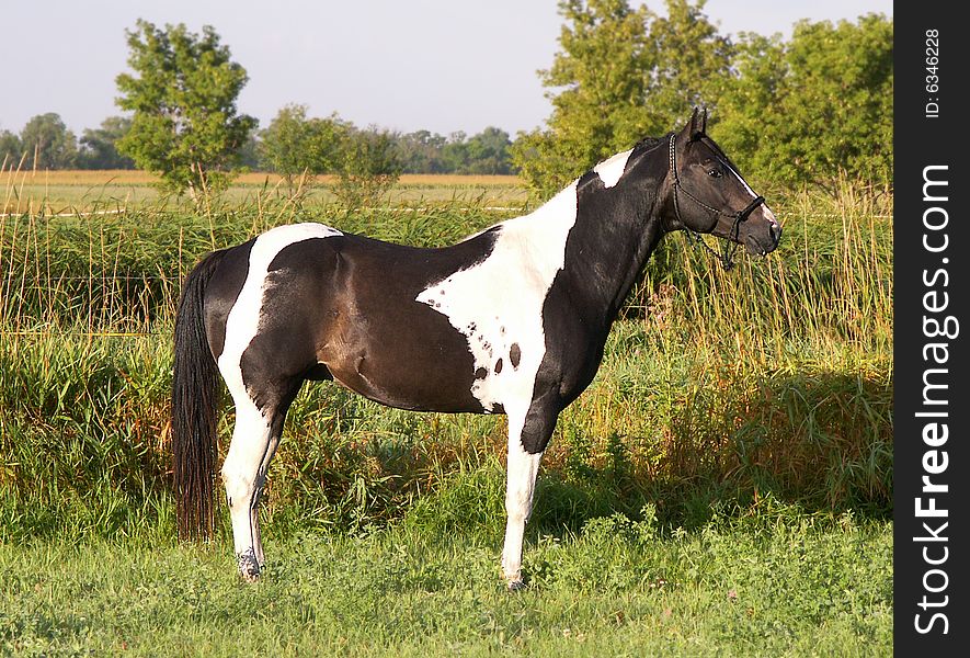 Paint stallion in meadow in morning sun