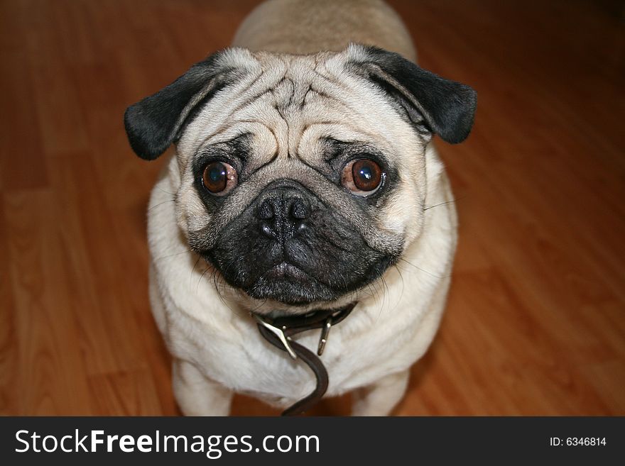 Black and beige chubby pug standing on hardwood floors. Black and beige chubby pug standing on hardwood floors