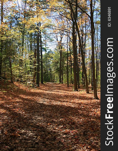 Scenic of a trail during autumn. Scenic of a trail during autumn