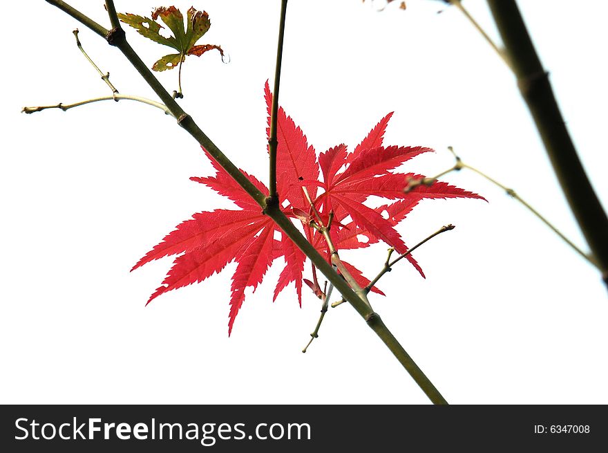Red leaf and branch on sky