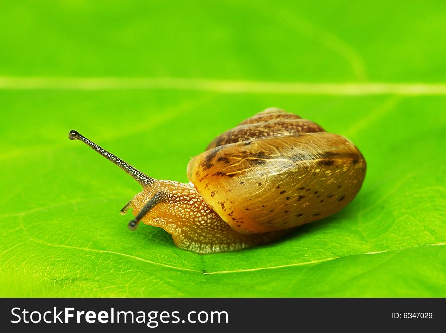 A lipped snail crawling on green leaf.
