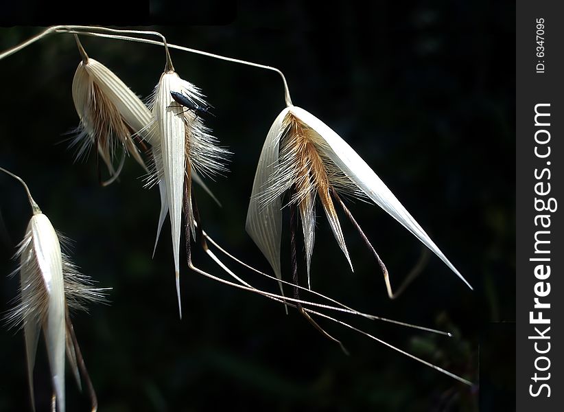 Wild Grass