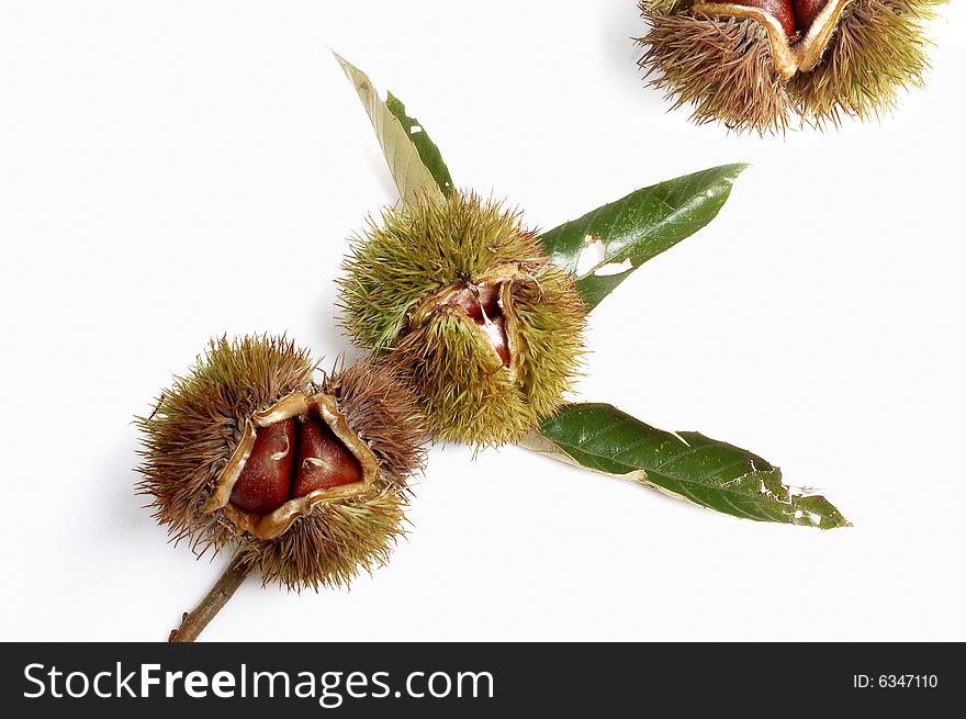 Chestnuts isolated on a white background. Chestnuts isolated on a white background