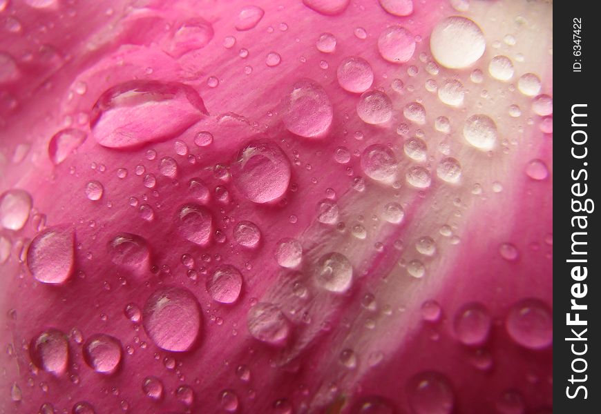 Water Drops On Peony Petal