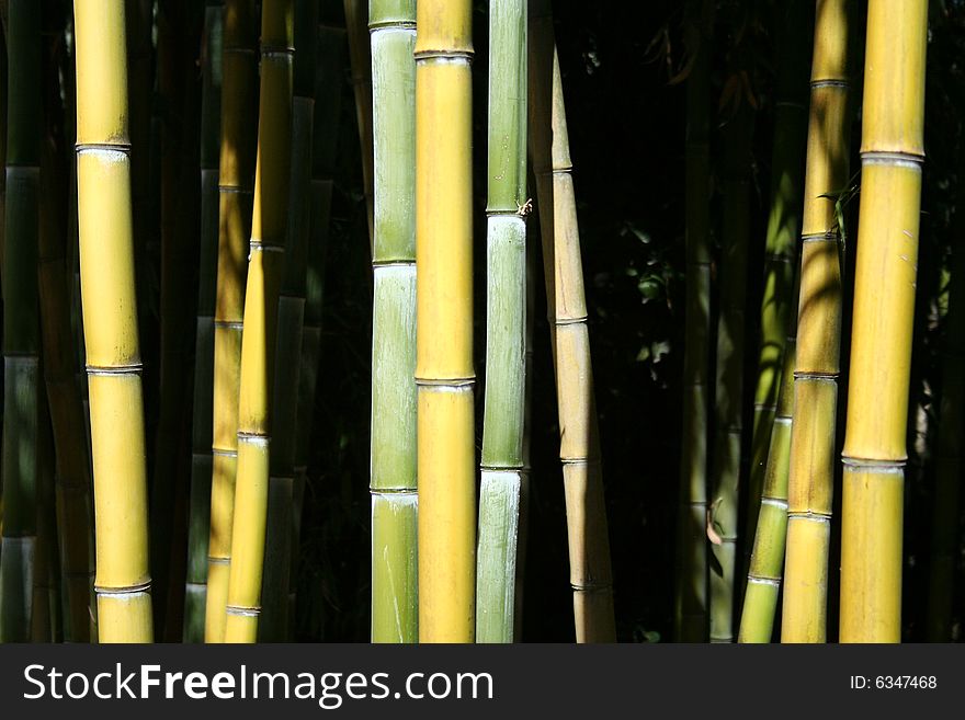 Bamboo field close to a river in the countryside. Bamboo field close to a river in the countryside