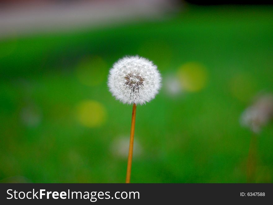 Beautiful Dandelion alone standing out