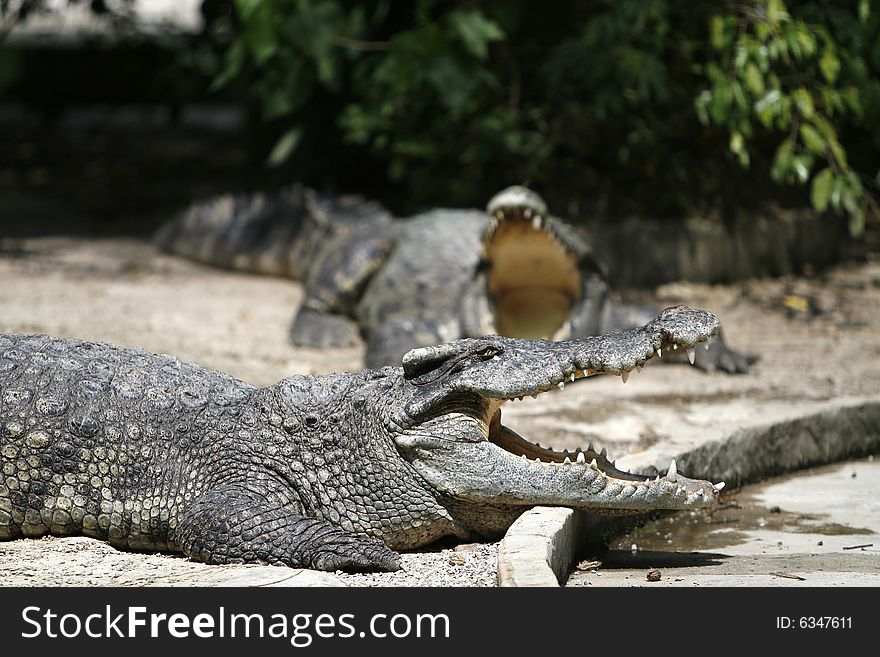 A dangerous crocodile in a park at Thailand