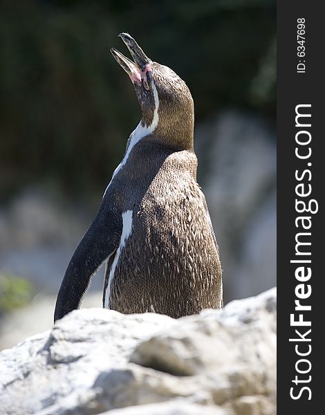 A magellanic penguin (lat. Spheniscus magellanicus, ger. Magellanpinguin)