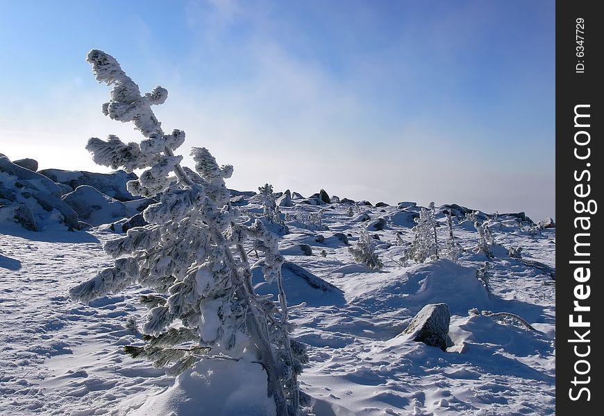 Sheregesh. At top of mountain. Frozen, blue sky, cold, single tree.