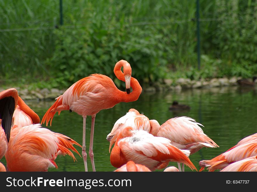 Group of pink flamingos staying on a little lake