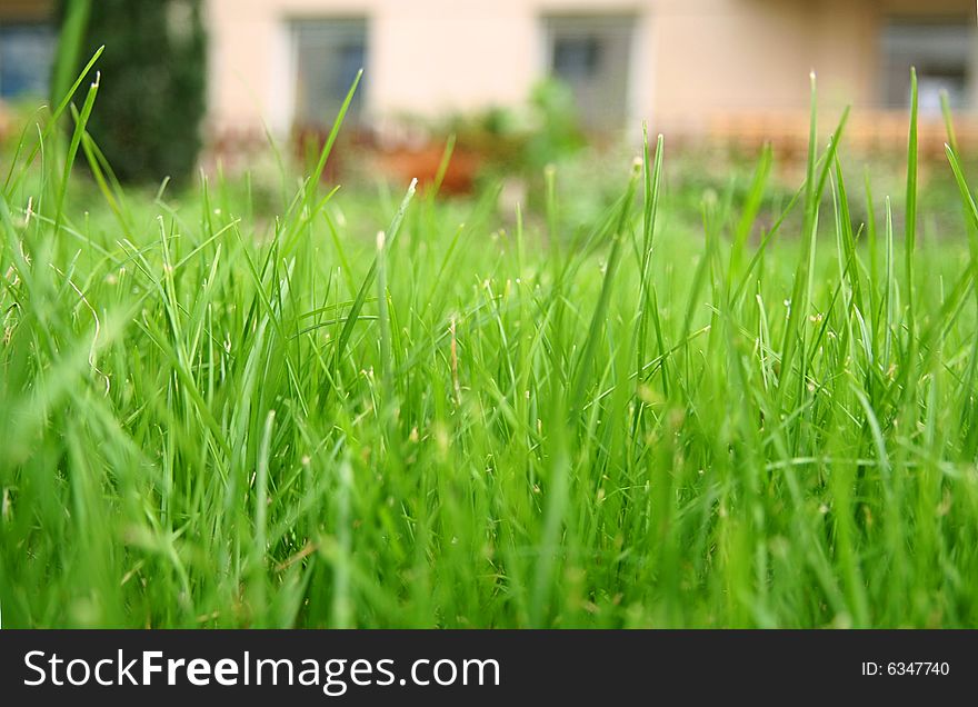 Close up perspective of green lush grass with a white house in the background. Close up perspective of green lush grass with a white house in the background.