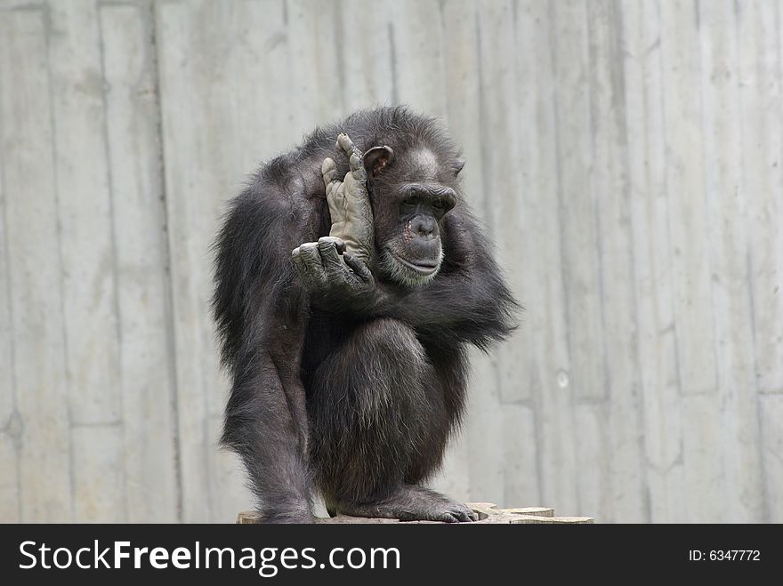 An old monkey is sitting arround alone outside. An old monkey is sitting arround alone outside