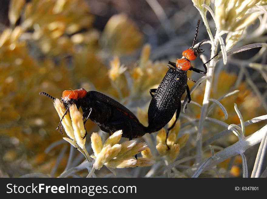 Pair of Desert Blister Beetle (Lytta vulnerata)