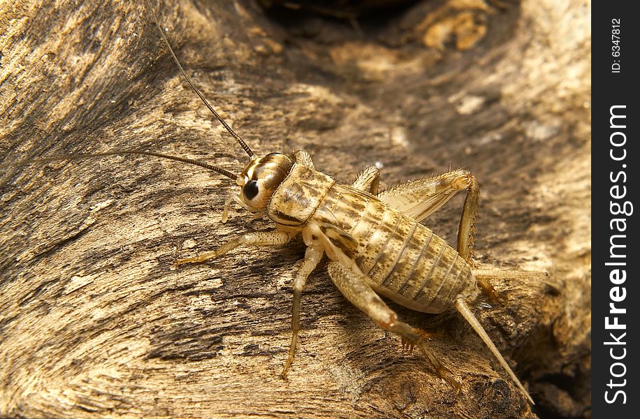 Young field cricket on dry root. Young field cricket on dry root