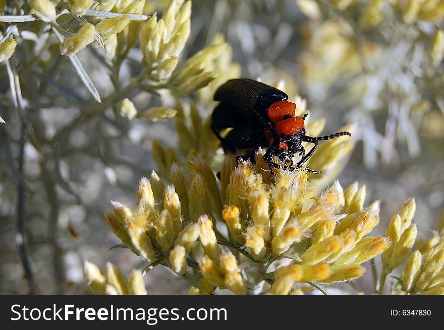 Desert Blister Beetles (Lytta vulnerata) feeding on Rabbit Brush pollen in Southern Idaho.  Native non-invasive species of beetle Coleoptera:Meloidae Lytta vulnerata. Desert Blister Beetles (Lytta vulnerata) feeding on Rabbit Brush pollen in Southern Idaho.  Native non-invasive species of beetle Coleoptera:Meloidae Lytta vulnerata.